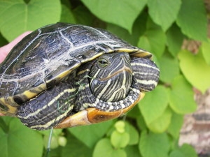 Exotické želvy se toulají podblanickou krajinou
