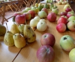 Výstava starých odrůd ovoce