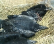 Místo kroužkování čekala ornitology na Říčansku záchranná akce