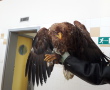 Záchrana zraněného orla mořského z řeky Blanice