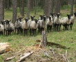 Po roce se na Želivku vrací ovce, uvolňují místo pro ohrožené rostliny