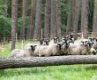 Do borů k Želivce se vrací ovce, pomohou chránit ohroženou kuřičku hadcovou