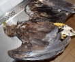 Vzácného orla mořského zabily elektrické dráty!